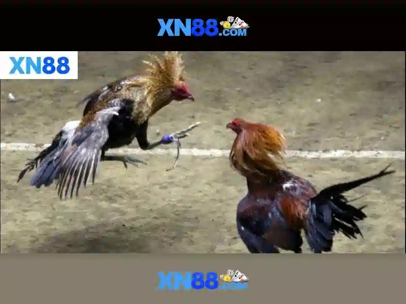 xn88 là gì? Tổng quan về nền tảng trò chơi trực tuyến xn88